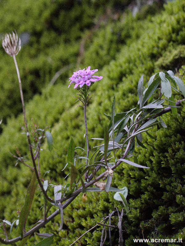 Geranium robertianum, Hepatica nobilis e Iberis sp.